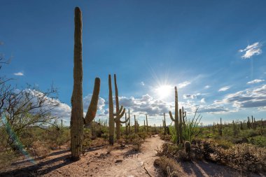 Saguaros at Sunset in Sonoran Desert near Phoenix. clipart