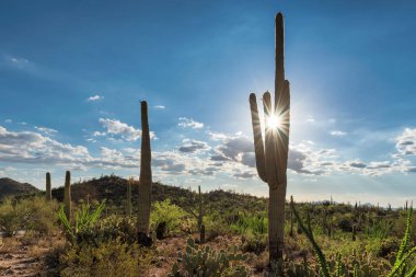 Gün batımında Saguaro'lar Phoenix yakınındaki Sonoran Çölü'nde.