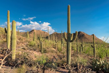 Arizona çölü, Tucson Arizona yakınlarında Saguaro Milli Parkı içinde Saguaro kaktüs gün batımı görünümü.