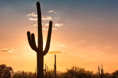 Gün batımında Saguaro'lar Phoenix yakınındaki Sonoran Çölü'nde.