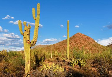 Gün batımında Saguaro'lar Phoenix yakınındaki Sonoran Çölü'nde.