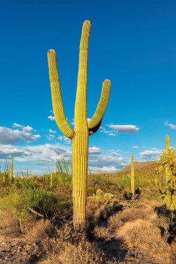 Gün batımında Saguaro'lar Phoenix yakınındaki Sonoran Çölü'nde.