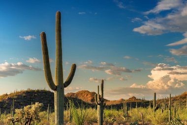 Bir dev Saguaro, bir Saguaro Milli Parkı'nda, Tucson Arizona yakınlarında, dünyanın en büyük kaktüsler.