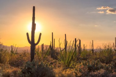 Arizona çölü Saguaro kaktüs ve dağ Phoenix yakınındaki Sonoran Çölü'nde Günbatımı manzarası.