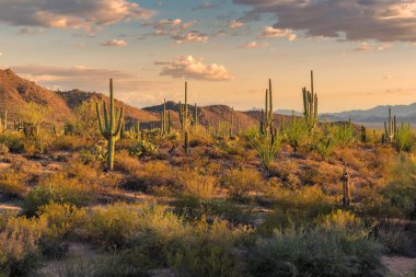 Gün batımında Saguaro'lar Phoenix yakınındaki Sonoran Çölü'nde.