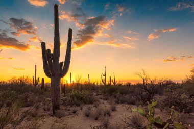 Arizona çölü Saguaro kaktüs Phoenix yakınındaki Sonoran Çölü'nde ile gün batımında.