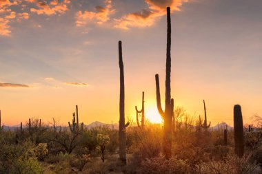 Phoenix, Arizona yakınlarında Sonoran Çölü'nde Saguaro kaktüs gün batımı görünümü.