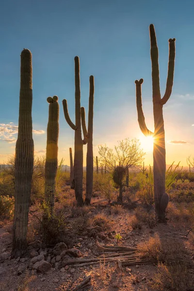 Saguaros Zachodzie Słońca Pustyni Sonora Pobliżu Phoenix — Zdjęcie stockowe