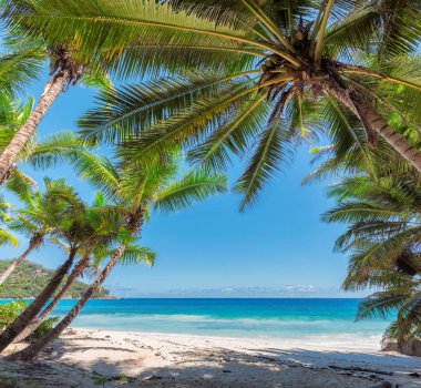 Sandy beach palm ve turkuaz deniz. Yaz tatil ve seyahat kavramı.  