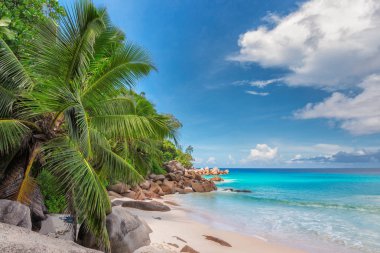 Cennet Adası. Sandy beach palm ve turkuaz deniz. Yaz tatil ve seyahat kavramı.  