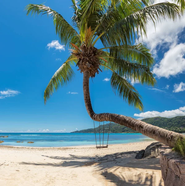 코코넛 야자수와 놀라운 Beau Vallon — 스톡 사진