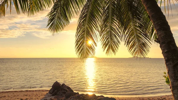 Cocotier Coucher Soleil Sur Plage Sable Dans Mer Des Caraïbes — Photo