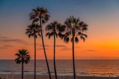 Gün batımında, Los Angeles, Kaliforniya Manhattan Beach palmiye ağaçlarının.