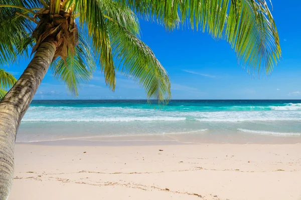 Paradise Beach Achtergrond Coco Palm Witte Zand Turquoise Zee — Stockfoto