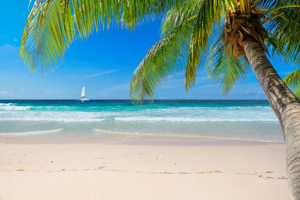 Paradise Sandy Beach Palm Sailing Boat Turquoise Sea Jamaica Paradise — Stock Photo, Image