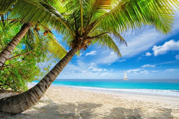 Paradise Sandstrand Med Palm Och Segelbåt Det Turkosa Havet Jamaica — Stockfoto