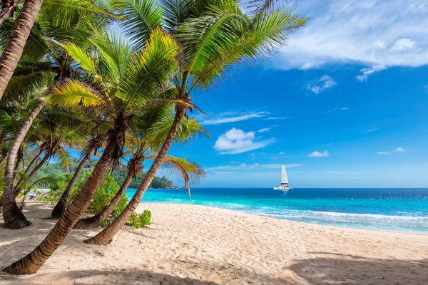 Rajska Piaszczysta Plaża Palmą Żaglówką Turkusowym Morzu Wyspie Jamajka Paradise — Zdjęcie stockowe