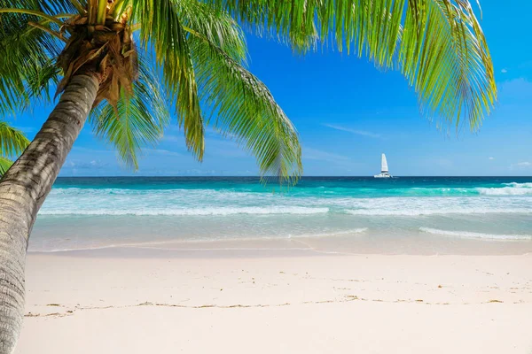 Exotiska Sandstranden Med Palmer Och Segelbåt Det Turkosa Havet Jamaica — Stockfoto