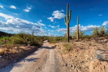 Yol Saguaro Milli Parkı'nda, Tucson, Arizona
