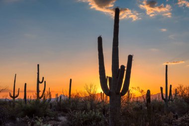 Günbatımı, Saguaro Milli Parkı, Tucson, Arizona