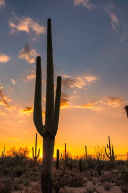 Günbatımı, Saguaro Milli Parkı, Tucson, Arizona