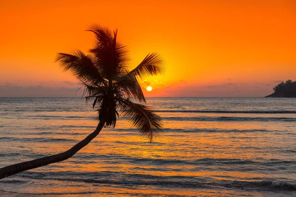 Beautiful Pink Sunset Sea Coco Palm Beach Jamaica Caribbean Island — Stock Photo, Image