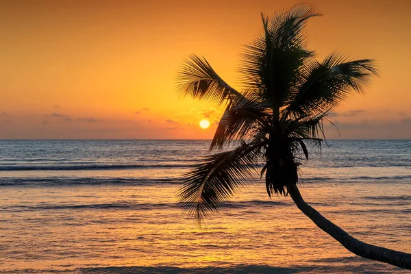 Beautiful Pink Sunset Sea Coco Palm Beach Jamaica Caribbean Island — Stock Photo, Image