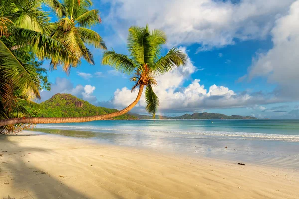 Exotic Island Sandy Beach Coco Palm Turquoise Sea Caribbean Island — Stock Photo, Image