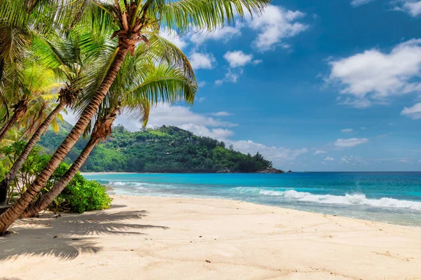 Exotický Ostrov Písečná Pláž Coco Palm Tyrkysové Moře Ostrov Karibiku — Stock fotografie