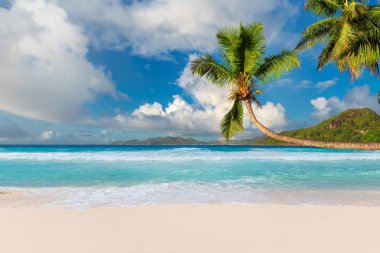 Egzotik ada. Sandy beach coco palm ve turkuaz deniz Karayip Adası.