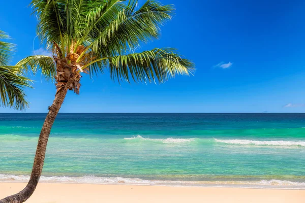 Exotic Island Sandy Beach Coco Palm Turquoise Sea Caribbean Island — Stock Photo, Image
