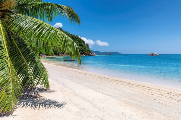 Exotic Island Sandy Beach Coco Palm Turquoise Sea Caribbean Island — Stock Photo, Image