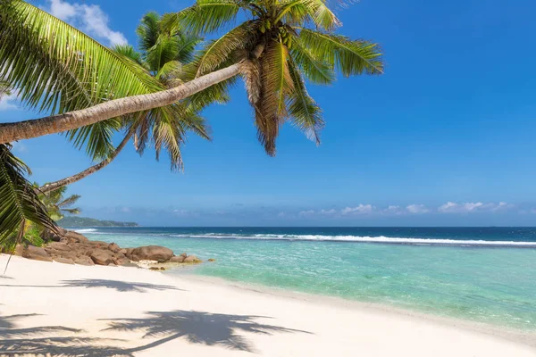Kokospalme Über Tropischem Strand Und Türkisfarbenem Meer Auf Karibik Insel — Stockfoto