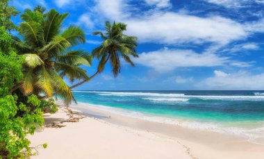 Coco palmiyeleri ve Karayip adasında turkuaz deniz bulunan tropik beyaz kumsal..