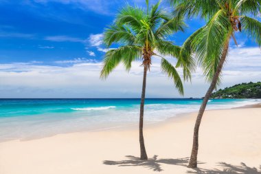 Tropikal beyaz kumsalda Coco palmiyeleri ve Karayip adasında turkuaz deniz.