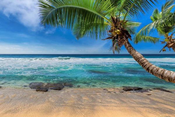 Coco Palmiers Sur Plage Sable Blanc Tropical Avec Mer Turquoise — Photo