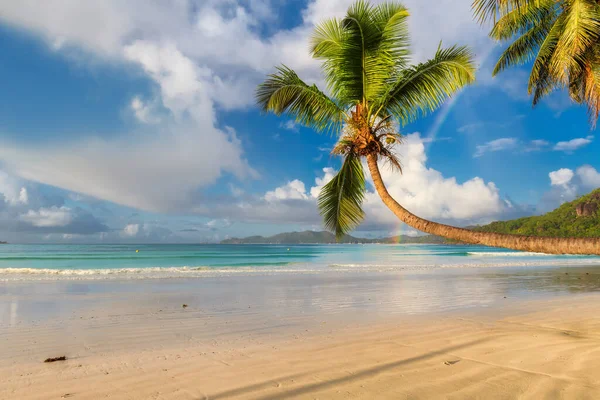 Coco palms on tropical white sand beach with and the turquoise sea on Caribbean island.
