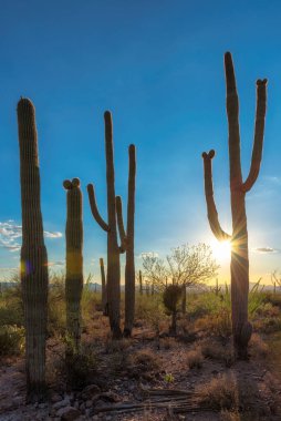 Gün batımında Saguaros kaktüsü Phoenix, Arizona yakınlarındaki Sonoran Çölü 'nde..