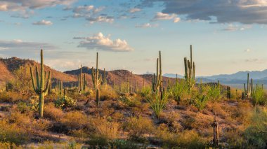 Gün batımında Saguaros kaktüsü Phoenix, Arizona yakınlarındaki Sonoran Çölü 'nde..