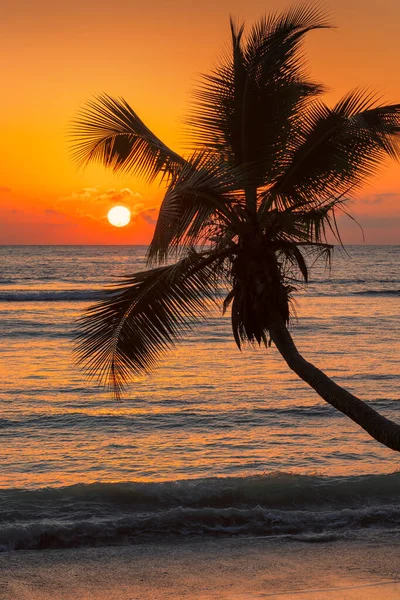 Beautiful Orange Sunset Sea Coco Palm Beach Exotic Island — Stock Photo, Image