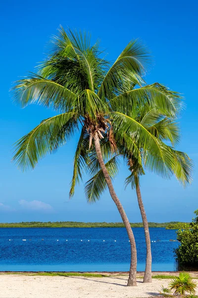 Tropisch Wit Zandstrand Met Kokospalmen Turquoise Zee Caribisch Eiland — Stockfoto