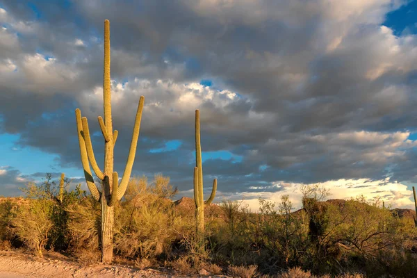 Kaktus Saguaros Zachodzie Słońca Pustyni Sonoran Pobliżu Phoenix Arizona — Zdjęcie stockowe