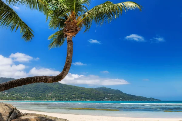 Rajská Pláž Bílým Pískem Kokosovými Palmami Letní Dovolená Koncept Tropické — Stock fotografie