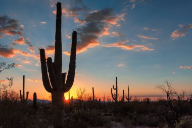 Saguaro Kaktüsü gün batımında Tucson, Arizona yakınlarındaki Saguaro Ulusal Parkı 'nda..