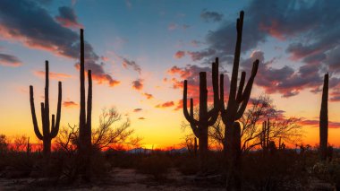 Saguaro Kaktüsü gün batımında Tucson, Arizona yakınlarındaki Saguaro Ulusal Parkı 'nda..