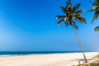 Hindistan 'da, GOA' da mavi gökyüzünün altında Hindistan cevizi palmiyeleri ve mavi okyanusuyla egzotik tropikal plaj.