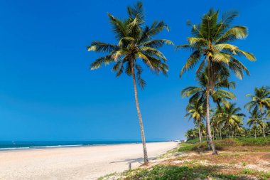 Exotic tropical beach with coconut palm trees and blue ocean under blue sky in GOA, India clipart