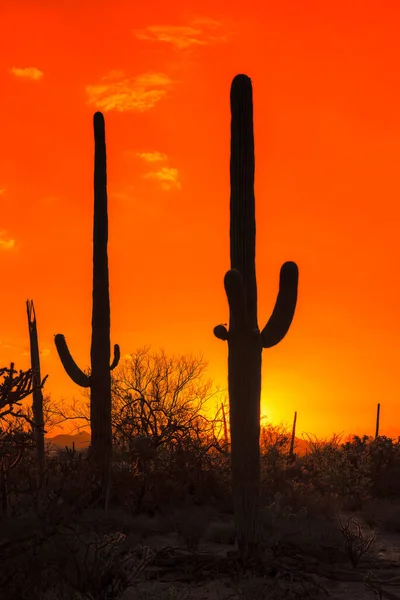 Saguaro Kaktusz Naplementekor Saguaro Nemzeti Parkban Tucson Közelében Arizonában — Stock Fotó