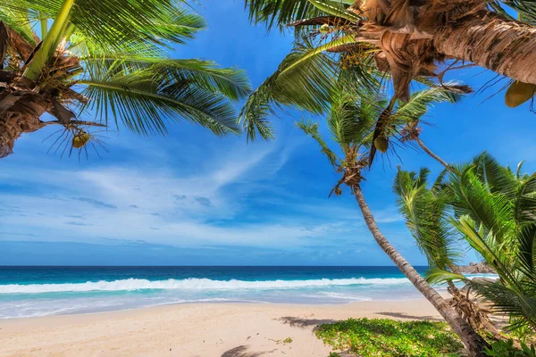 Plage Paradisiaque Avec Sable Blanc Palmiers Coco Vacances Été Concept — Photo