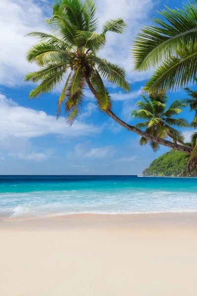 Slunečná Tropická Pláž Kokosovými Palmami Tyrkysovým Karibským Mořem Letní Dovolená — Stock fotografie